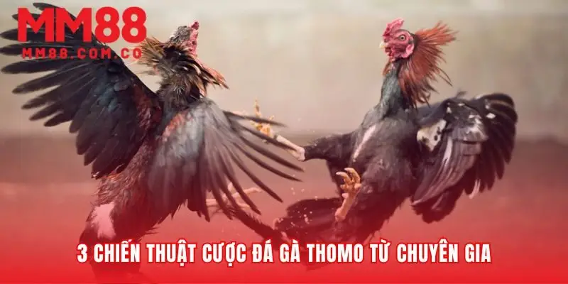 Từ may rủi đến phân tích trận đấu chuyên sâu