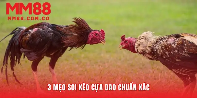 Phương pháp phân tích để chiến thắng trong đá gà cựa dao