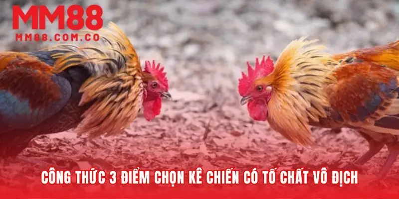 Bí quyết nhìn thấu tố chất của một chiến kê