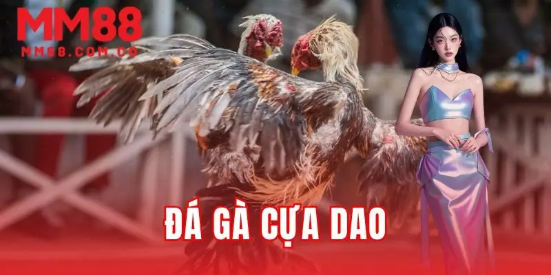 đá gà cựa dao