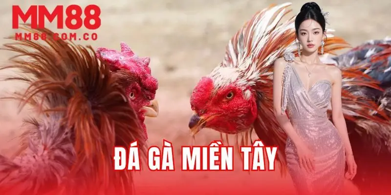 Đá gà miền Tây