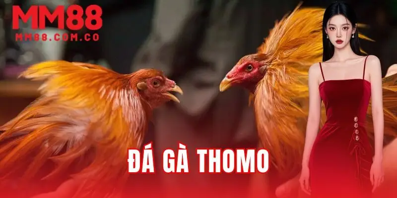 Đá gà Thomo