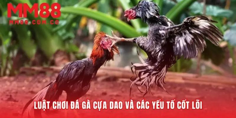 Khung sườn thắng bại trong mỗi trận đá gà cựa dao