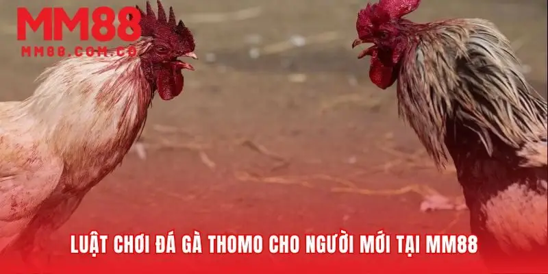 Quy tắc cơ bản để bắt đầu cược đá gà thomo