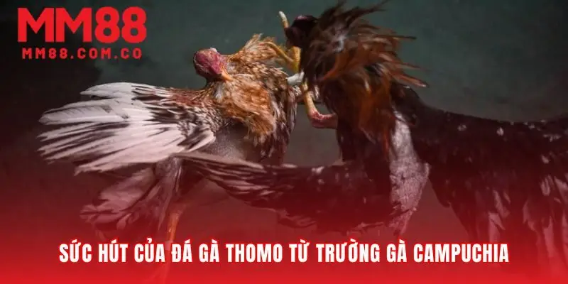 Lý giải sức hút từ đấu trường đá gà thomo
